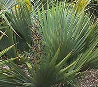 Sabal palmetto, Saw Palmetto, Cabbage Palm, Blue Palm