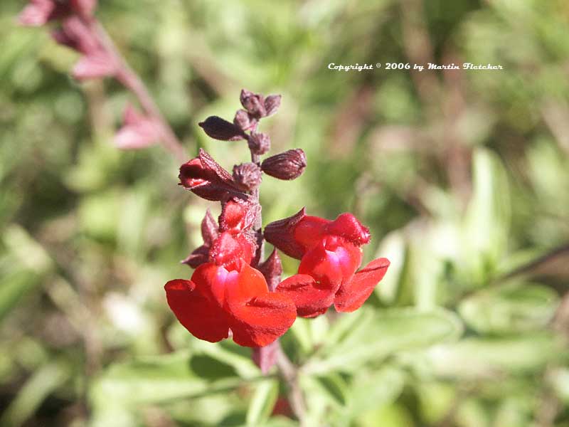 Salvia Furman's Red