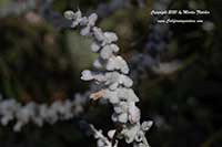 Salvia leucantha White Mischief, White Mischief Mexican Sage