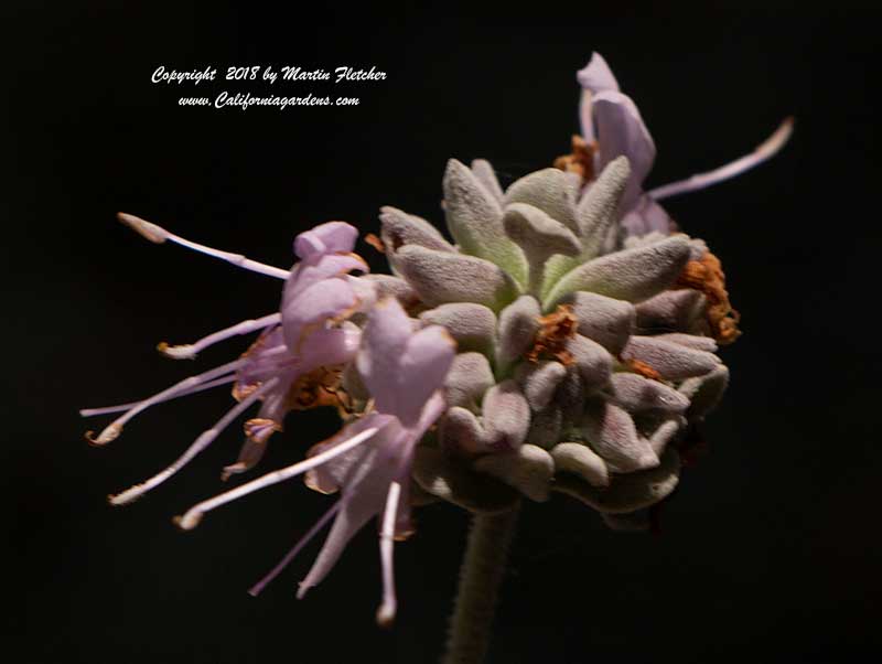 Salvia Leucophylla Amethyst Bluff, Amethyst Bluff Purple Sage