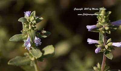 Salvia munzii, San Diego Sage, Munz's Sage, California Native sage