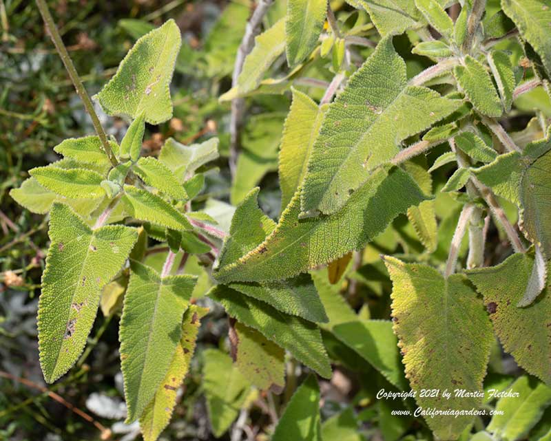 Salvia sagittata foliage, Arrow Leaf Sage