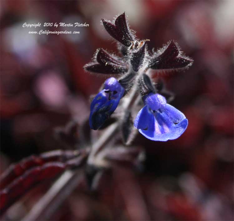 Salvia sinaloensis, Sapphire Sage, Sinaloa Sage