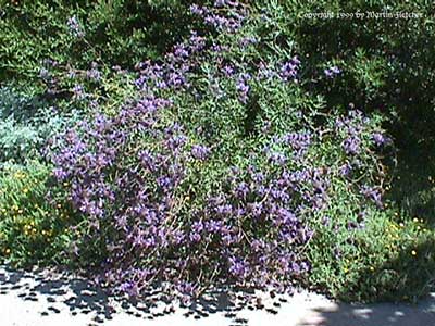 Salvia clevelandii, Blue Sage, California Native species