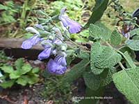 Salvia mellisodora, Grape Scented Sage