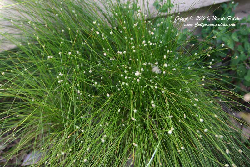 Scirpus cernuus, Fiber Optic Grass