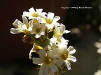 Sisyrinchium striatum, Satin Flower, Rush Lily