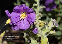 Solanum xanti Mountain Pride, Mountain Pride Purple Nightshade