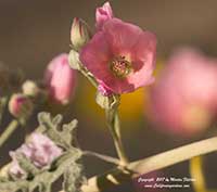 Sphaeralcea ambigua rosacea, Rosy Apricot Mallow, Rose Globemallow