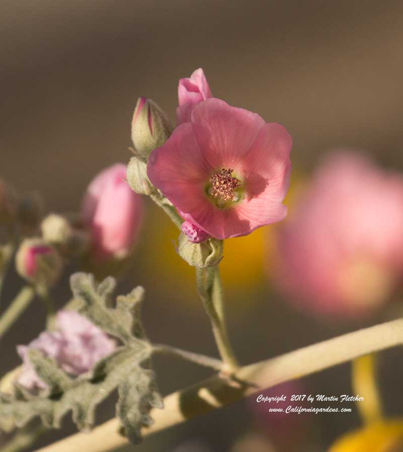 Sphaeralcea ambigua rosacea, Rosy Apricot Mallow, Rose Globemallow