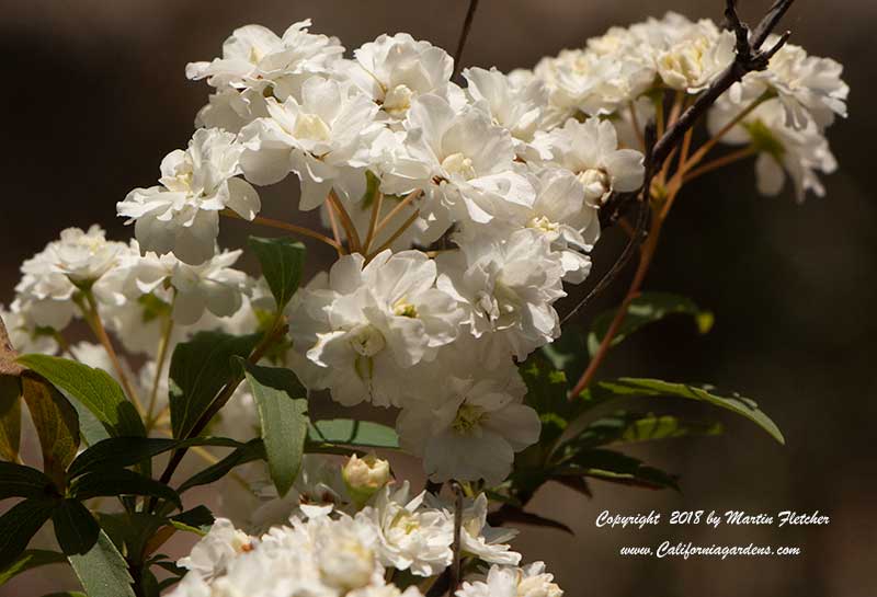 Spiraea cantoniensis, Bridal Wreath Spiraea, Reeves Spiraea