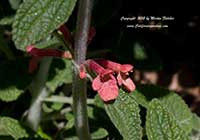 Stachys albotomentosa Hidalgo, Hidalgo Stachys, Seven up Plant