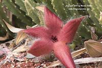 Stapelia grandiflora, Carrion Plant, Starfish Flower