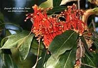 Stenocarpus sinuatus, Firewheel Tree
