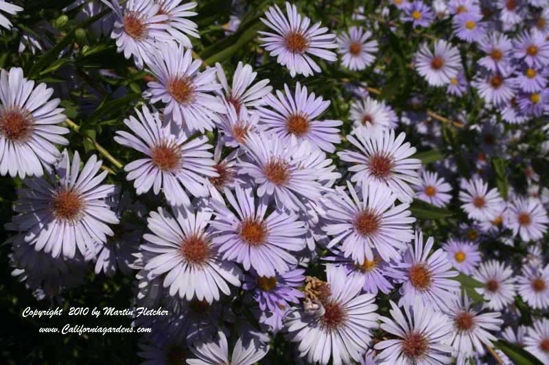 Symphyotrichum chilense, Aster chilensis, California Aster