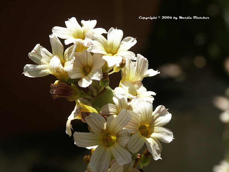 Sisyrinchium striatum, Satin Flower, Rush Lily