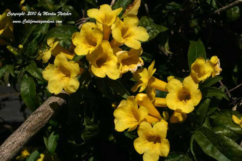 Tecoma stans, Yellow Trumpet Bush