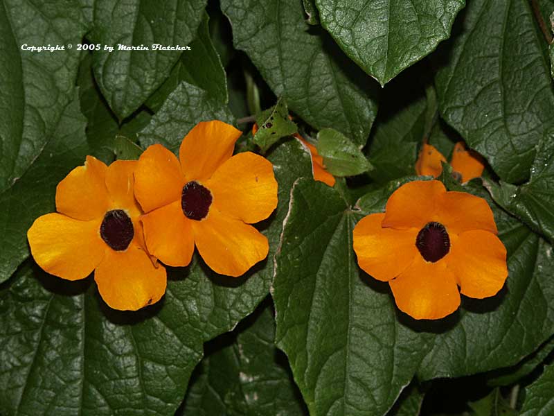 Thunbergia alata, Black Eyed Susan Vine