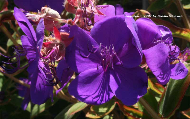 Tibouchina urvilleana, Princess Plant