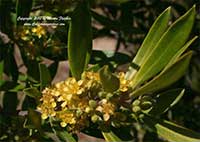 Tristaniopsis laurina variegata, Variegated Brisbane Box, Variegated Brush Box