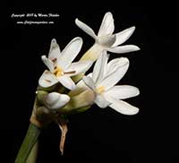 Tulbaghia violacea Savannah Lightening, White Society Garlic