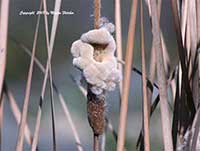 Typha domengensis, Southern Cattail