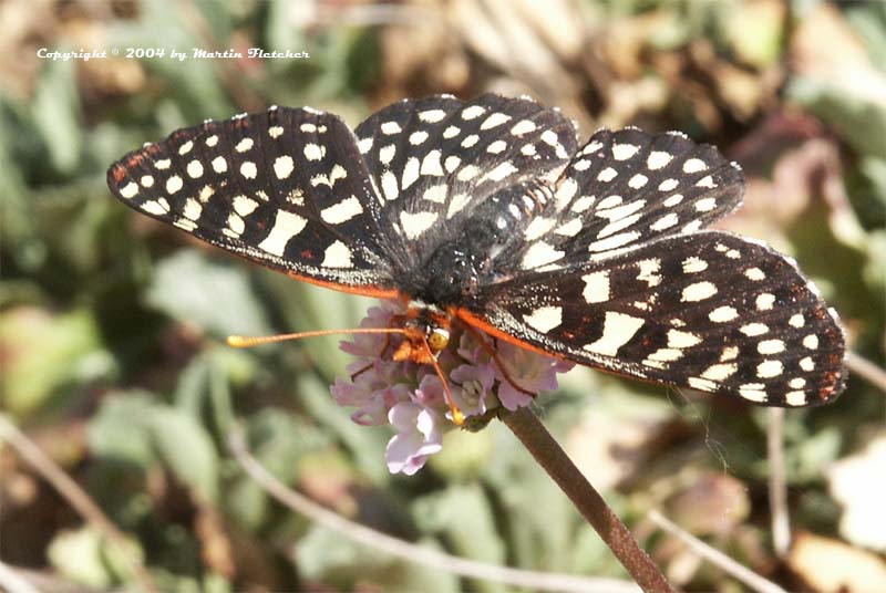 Variable Checkerspot Butterfly, Eyphydryas chalcidona