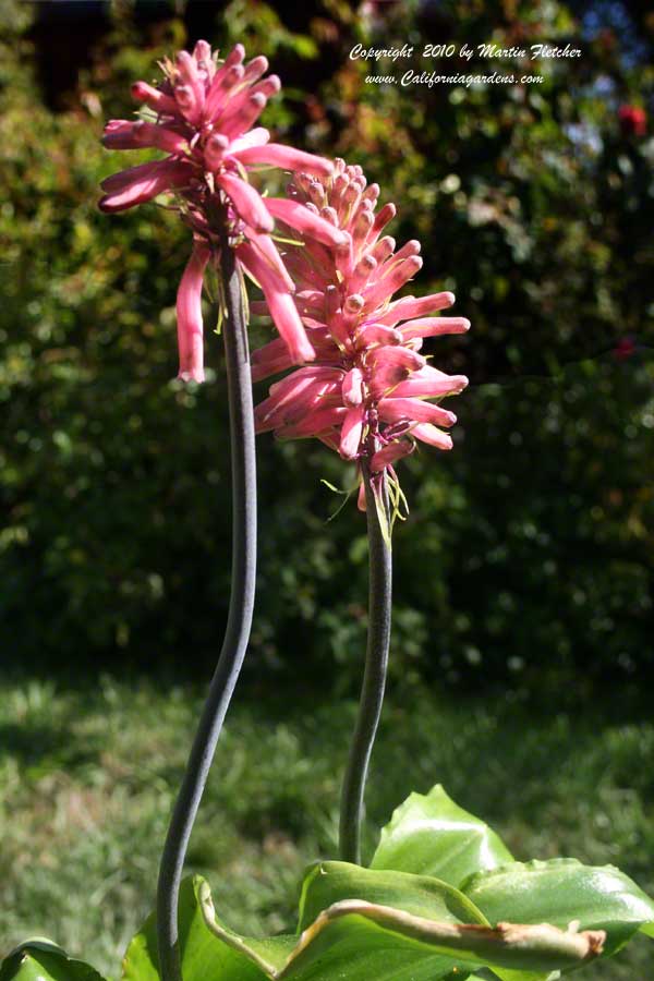 Veltheimia bracteata, Forest Lily