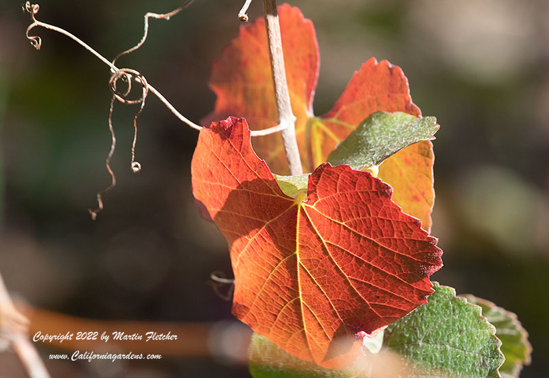 Vitis californica, California Wild Grape, Fall Foliaage