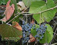 Vitis californica, California Wild Grape