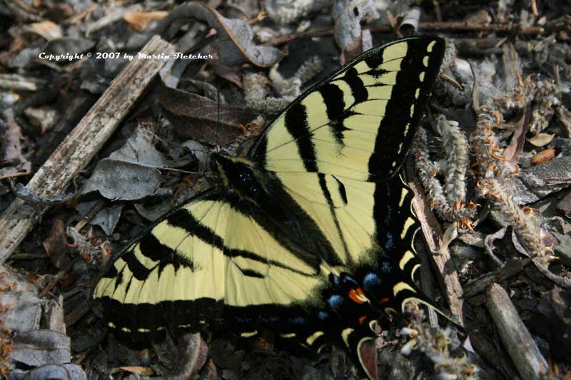 Western Tiger Swallowtail, Papilio rutulus
