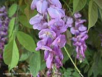 Wisteria sinensis purple, Purple Chinese Wisteria