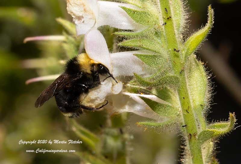 Yellow Faced Bumblebee, Sticky Snapdragon flower