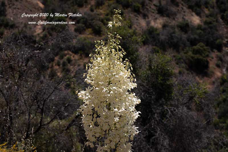 Yucca whipplei flowers, Our Lord's Candle, (Hesperoyucca whipplei)