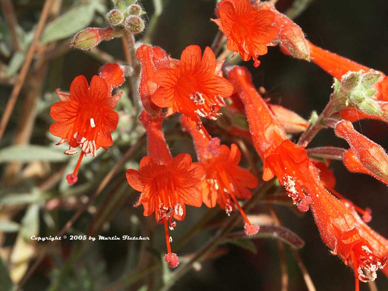 Zauschneria californica, Epilobium canum, California Fuchsia