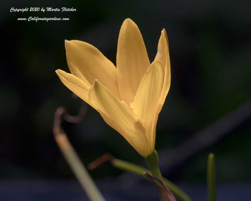 Zephyranthes citrina, Yellow Rain Lily, Citron Zephyr Lily