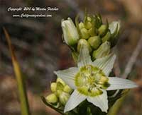 Zigadenus fremontii, Fremont's Star Lily