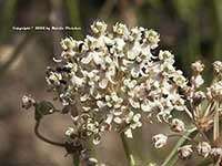 Asclepias fascicularis, Narrow Leafed Milkweed, Mexican Whorled Milkweed