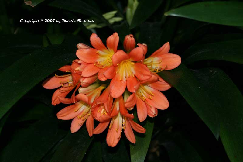 Clivia miniata, Kaffir Lily