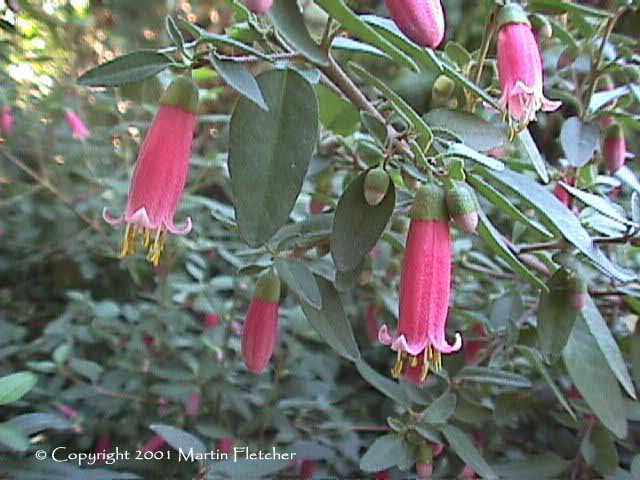 Correa Dusky Bells, Red Australian Fuchsia