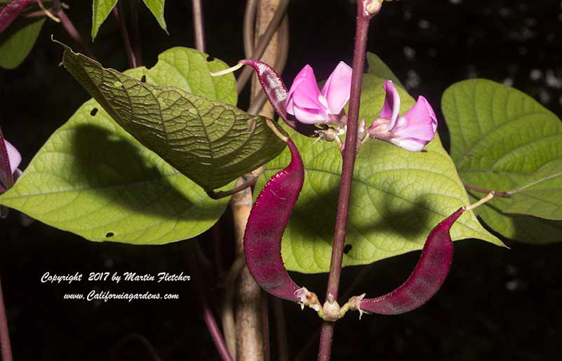 Dolichos lablab, Hyacinth Bean