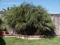 Phoenix reobelinii, Pygmy Date Palm